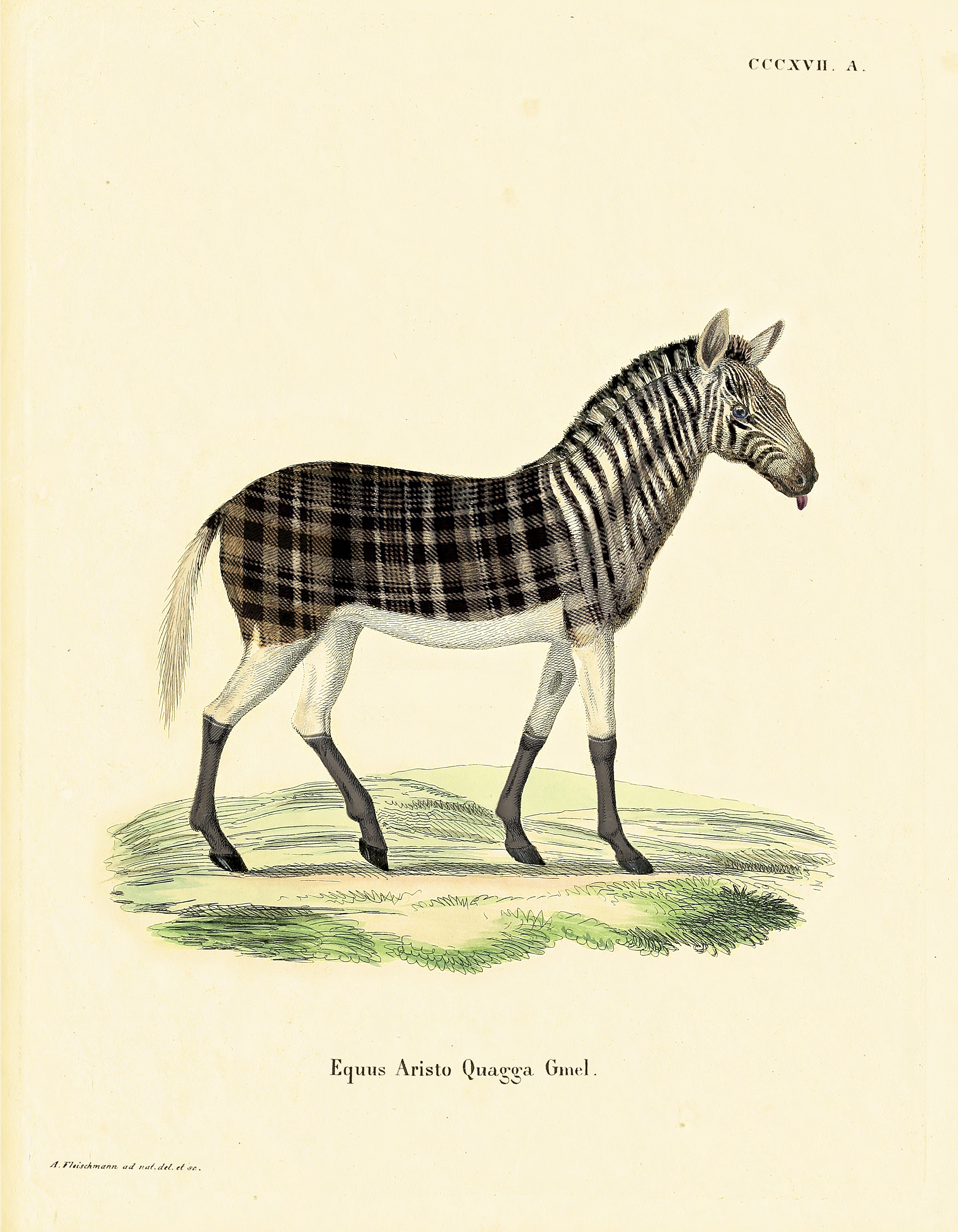 Aristo Quagga
