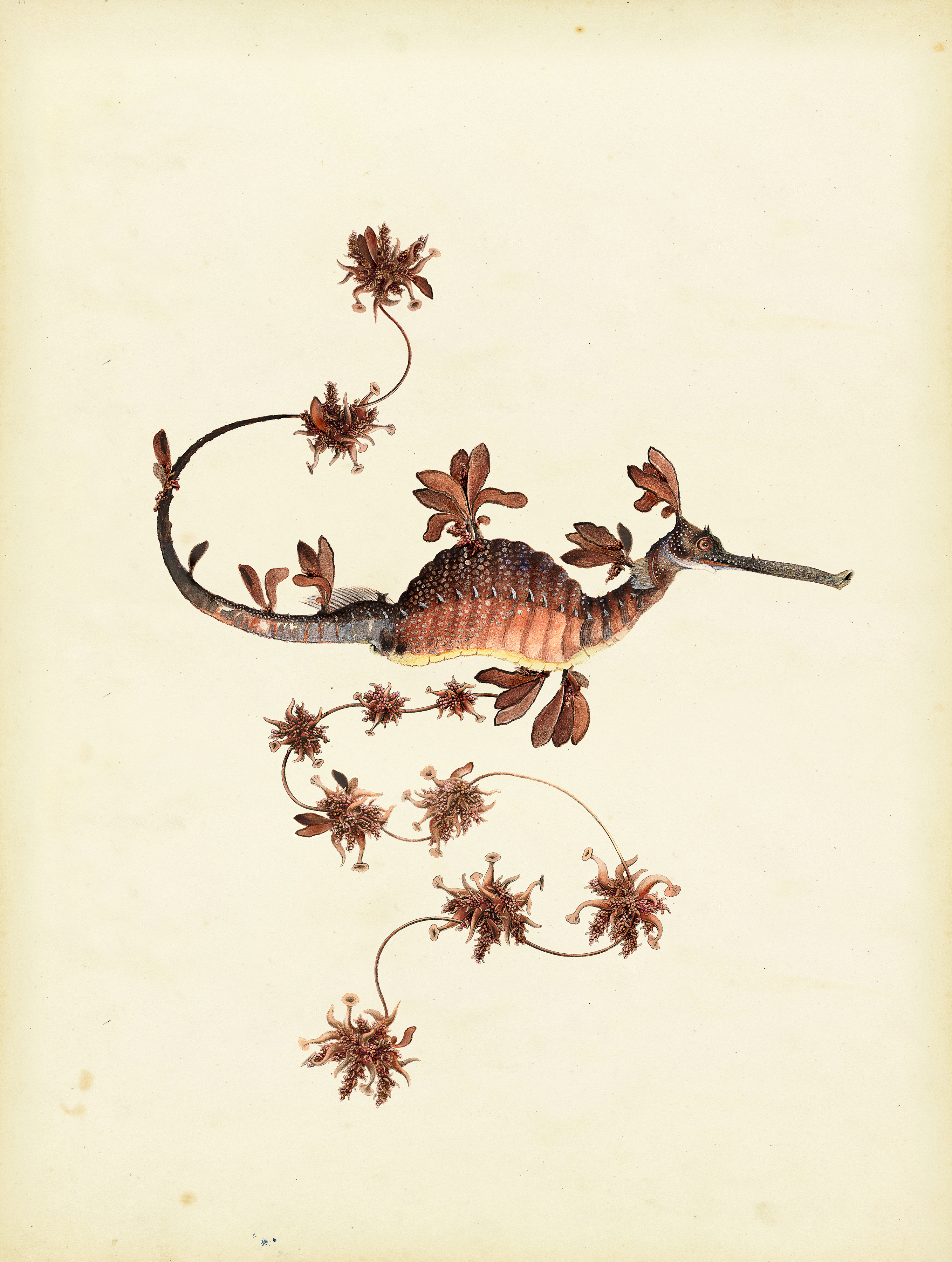 Blooming Seadragon
