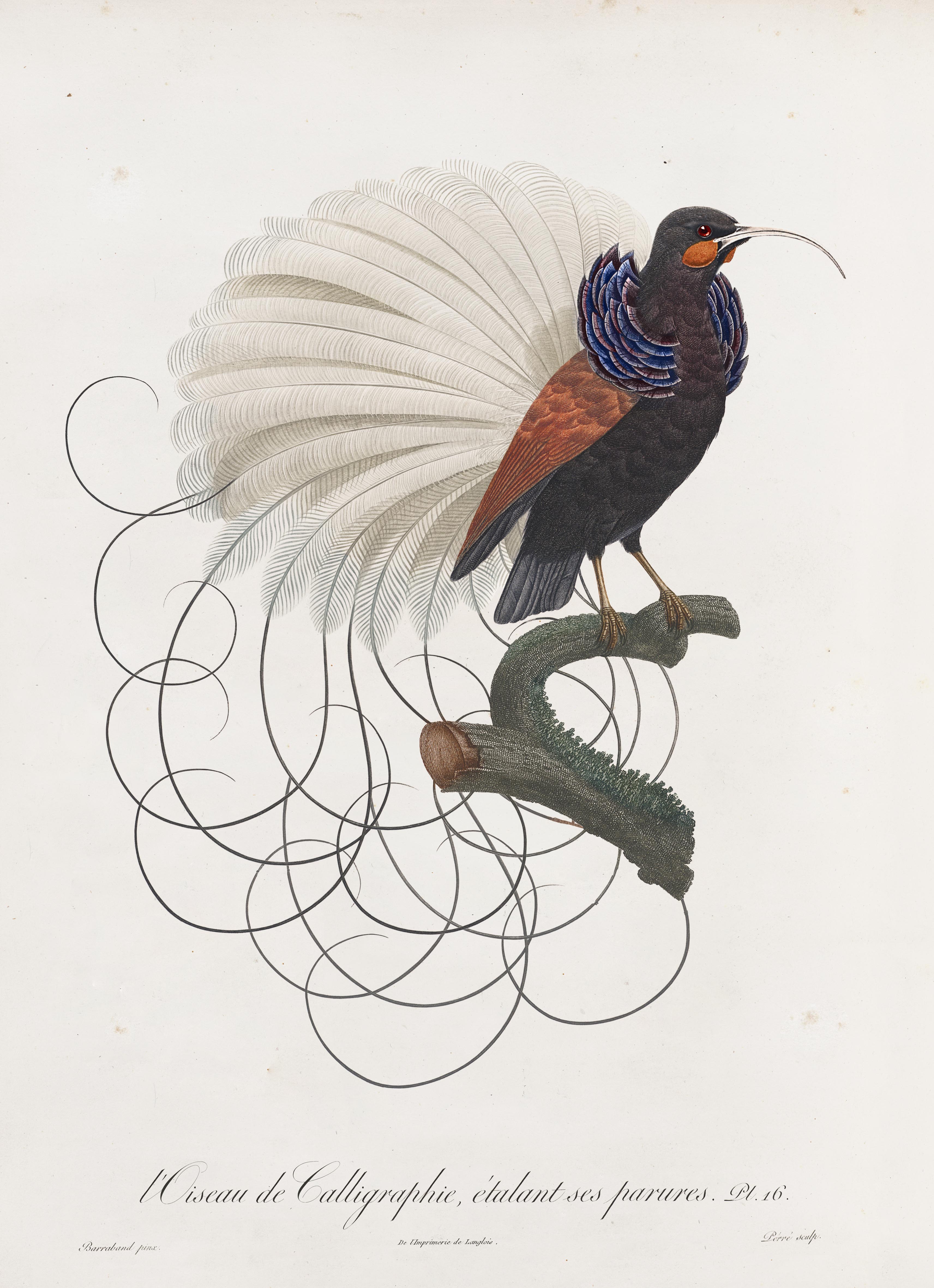 Calligraphy Bird