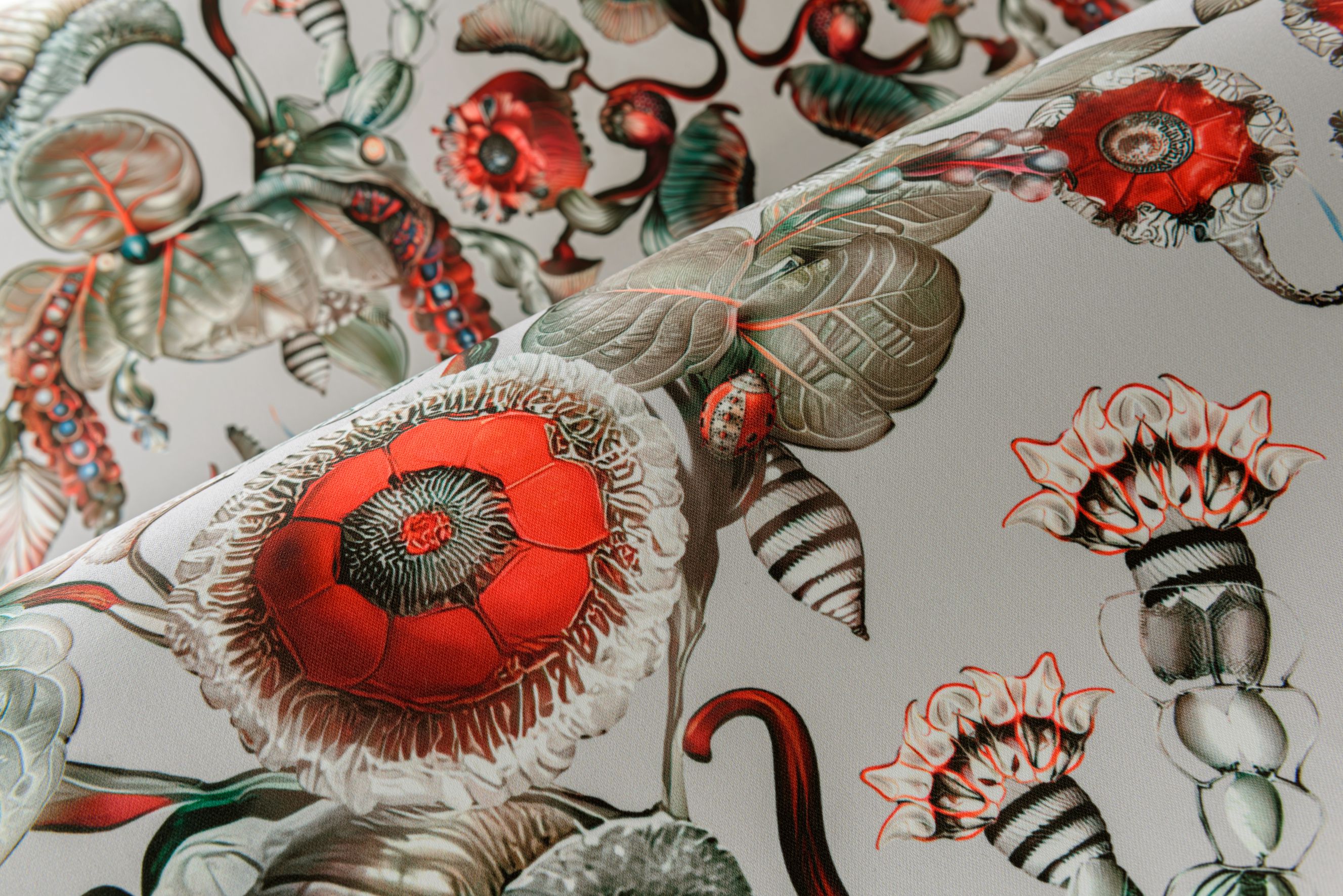 Coccinella Bella