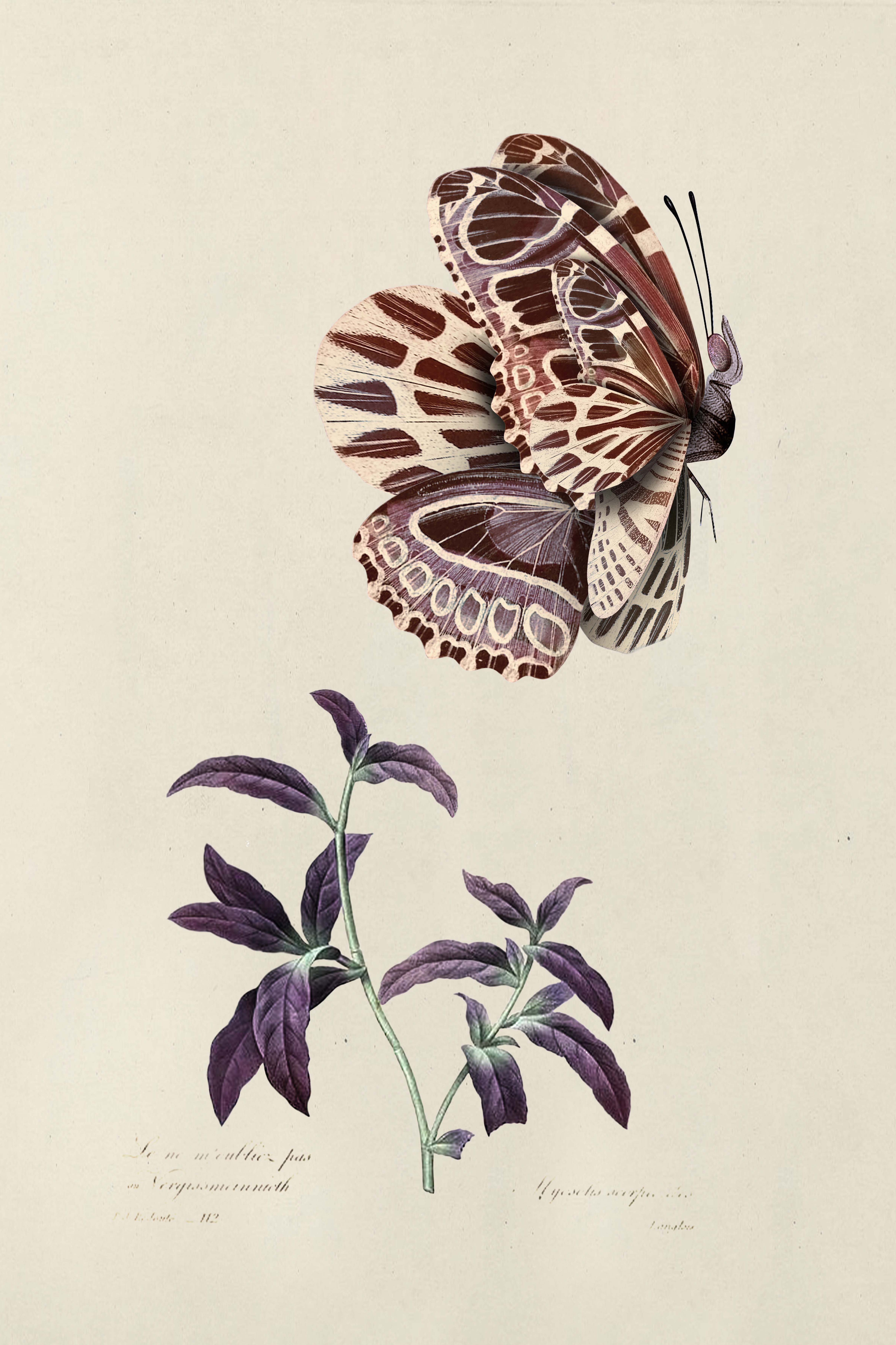 Mimic Moth