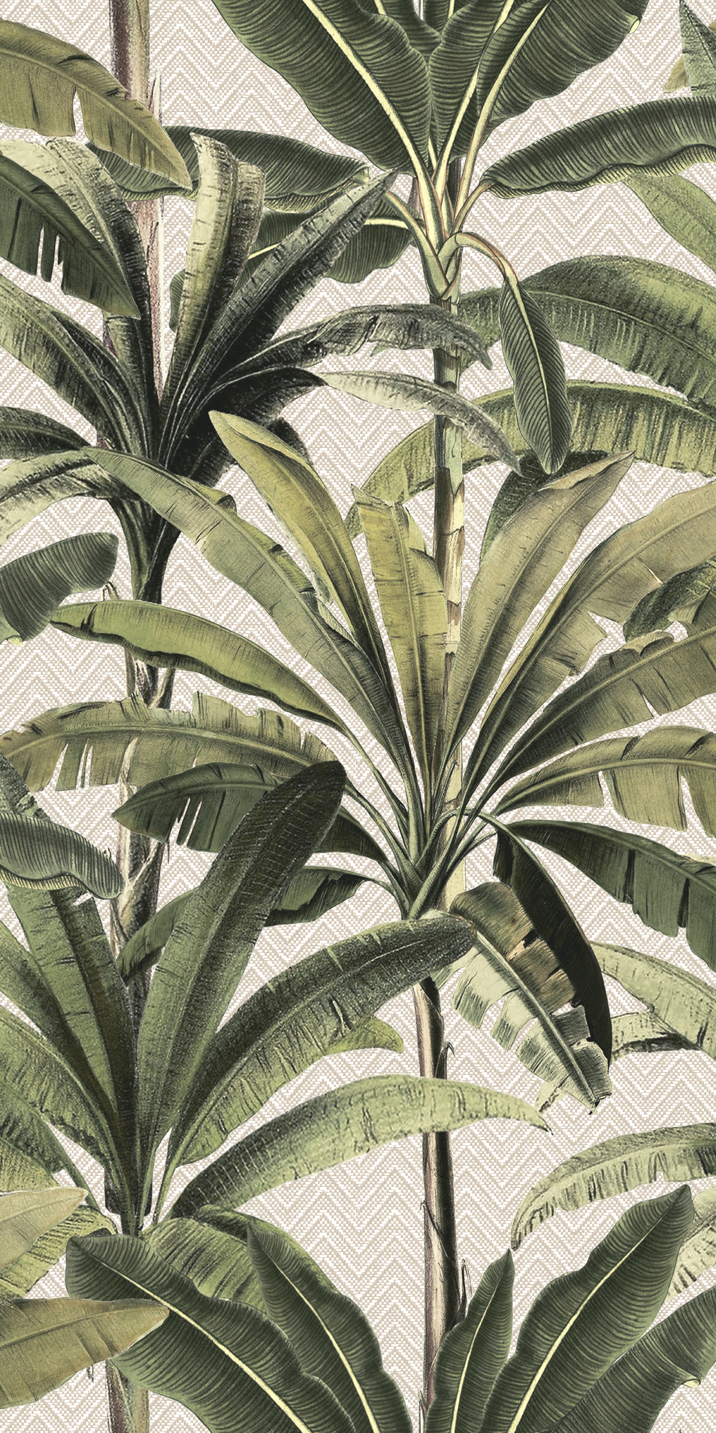 Palmera