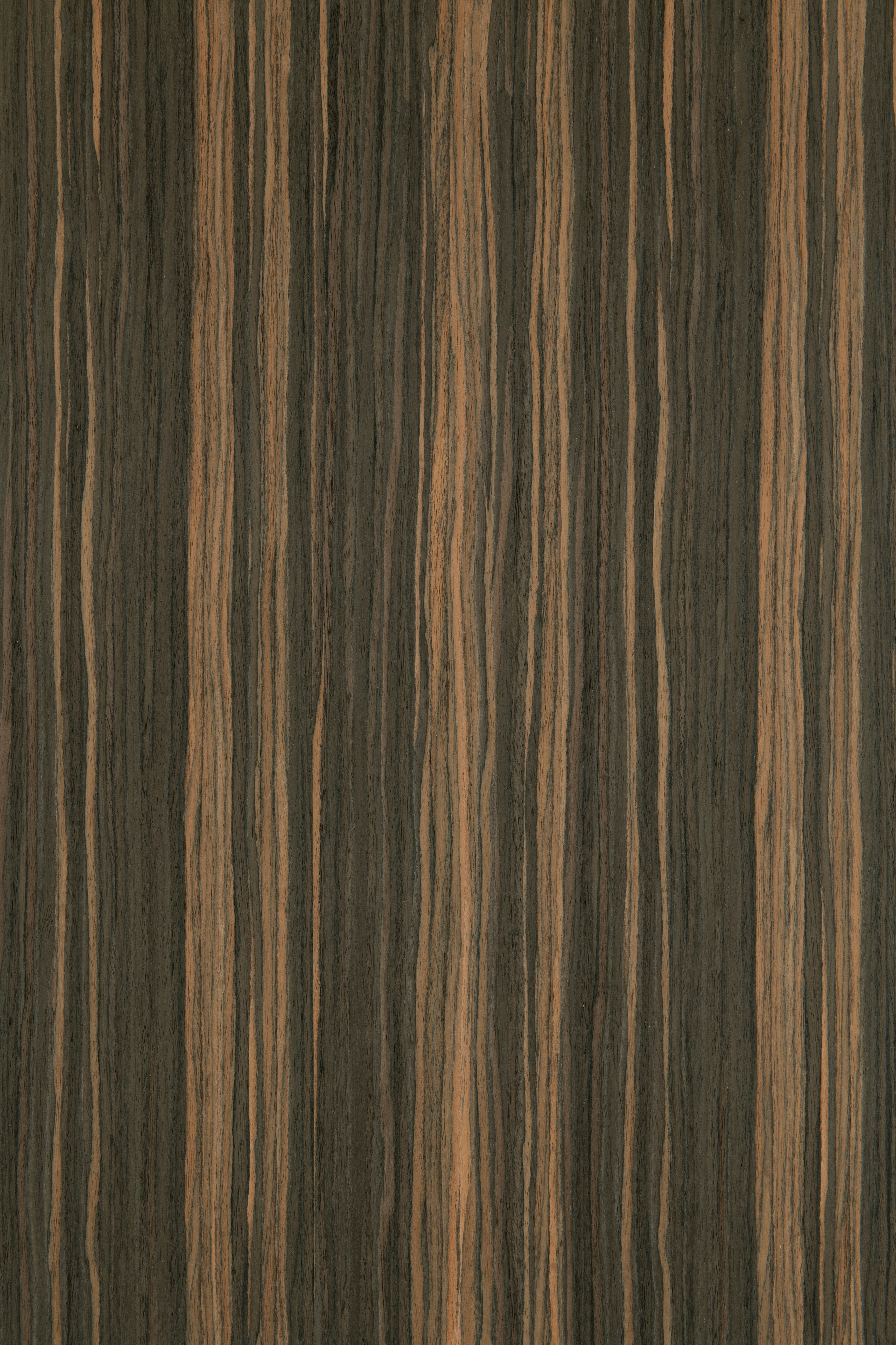 Corvus Ebony