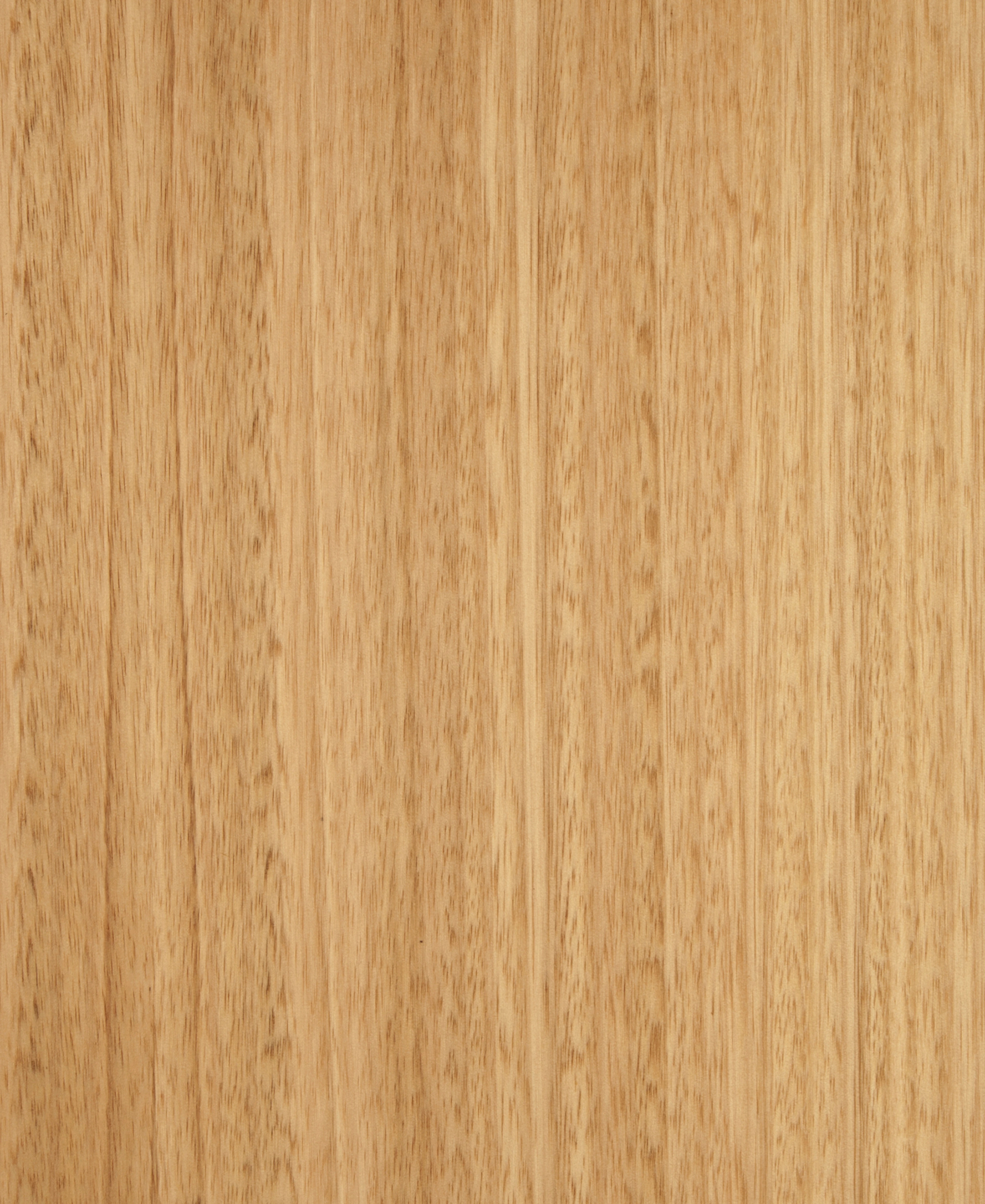 Eucalyptus