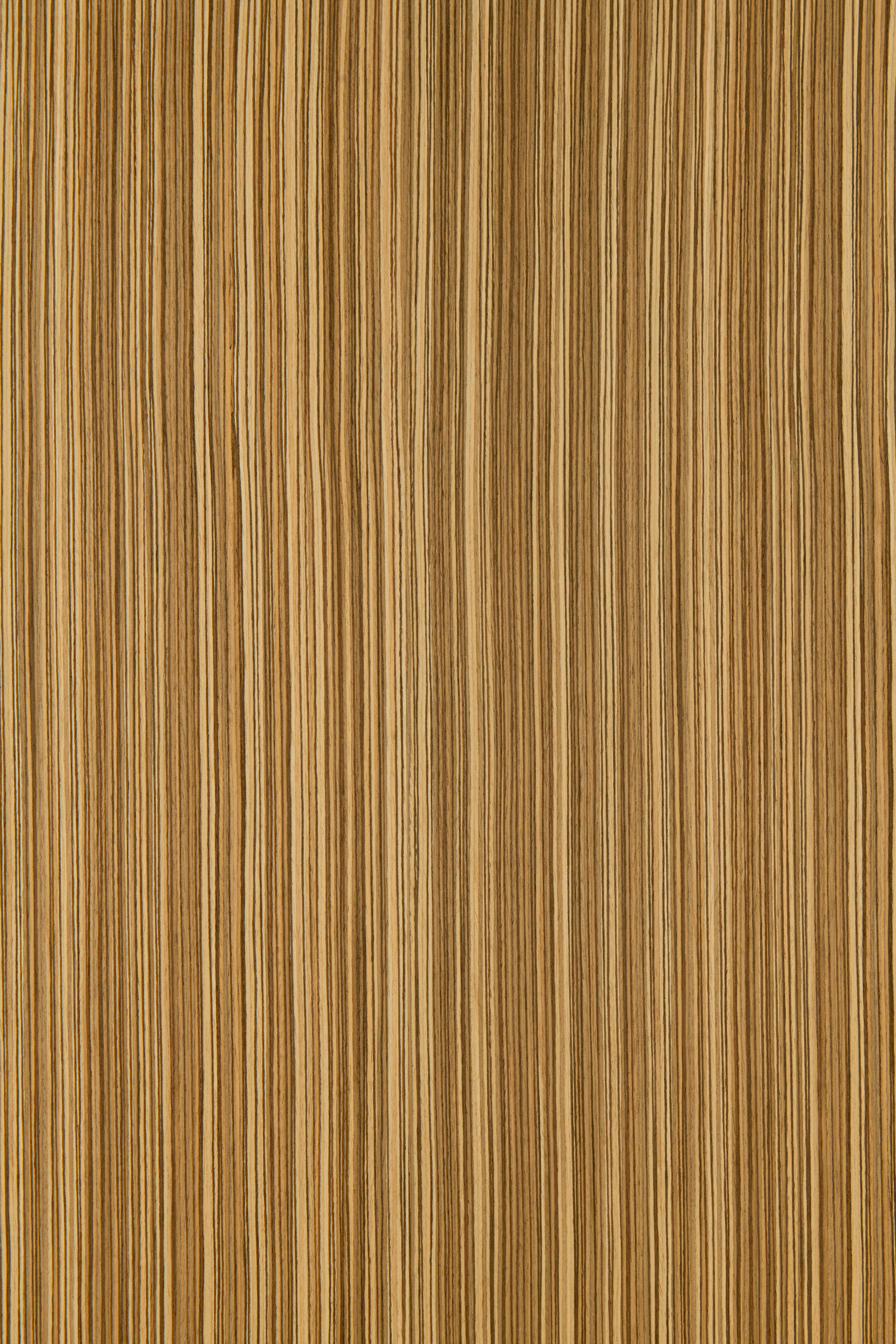 Spica Zebrano