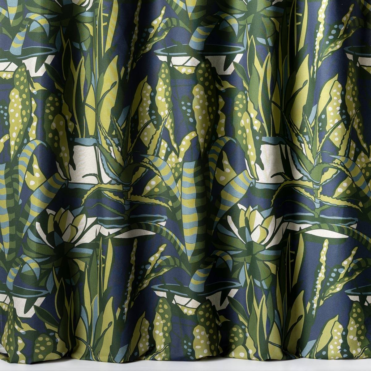Agaves
